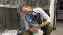 Vea aquí el motivo por el que algunos veterinarios realizan castraciones SOLO por vía laparoscópica Vea aquí el motivo por el que algunos veterinarios realizan castraciones SOLO por vía laparoscópica